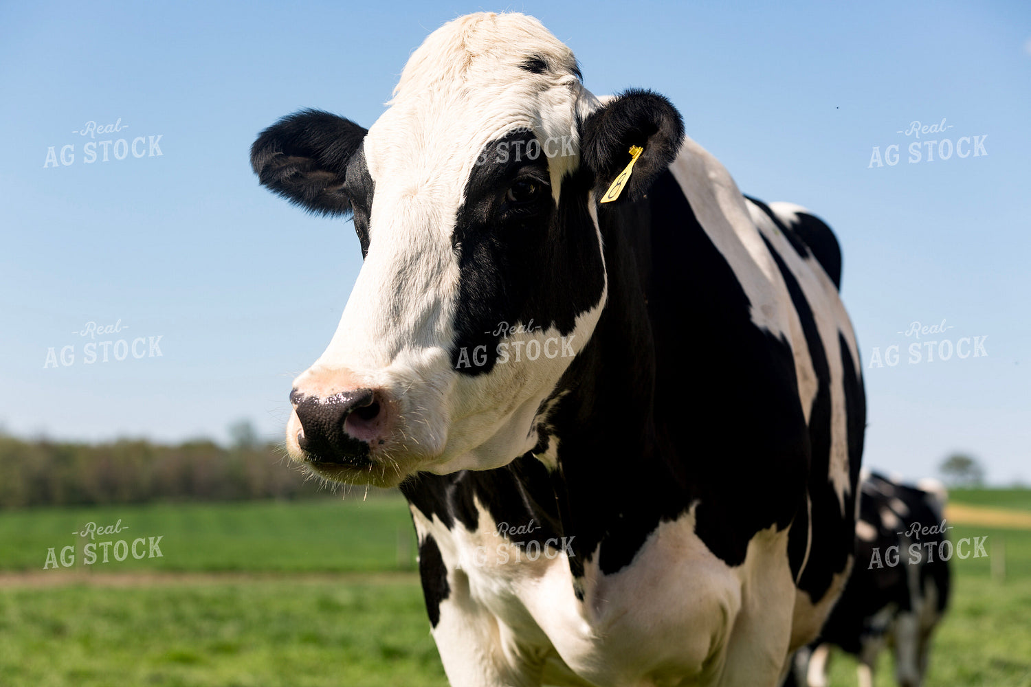 Holstein Cow in Pasture 90005