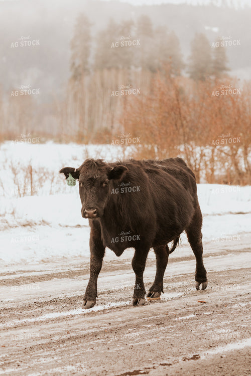 Cow on Gravel Road 66085
