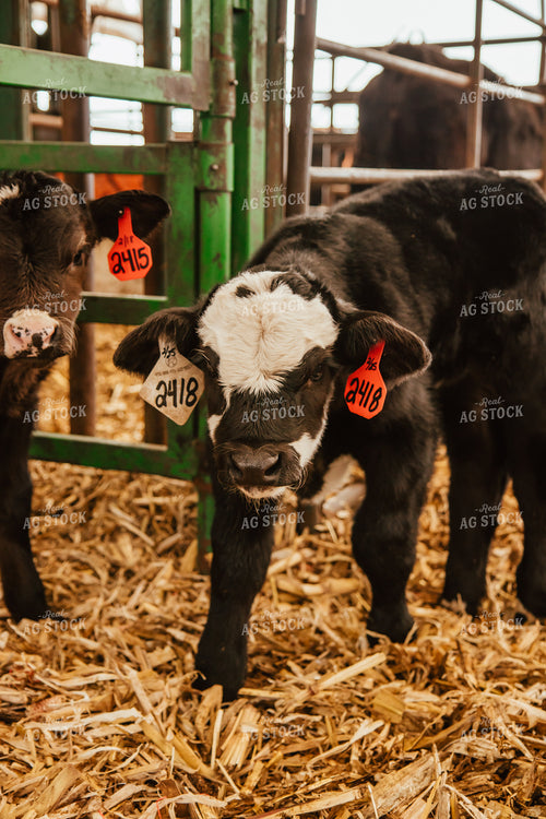 Calves 67642