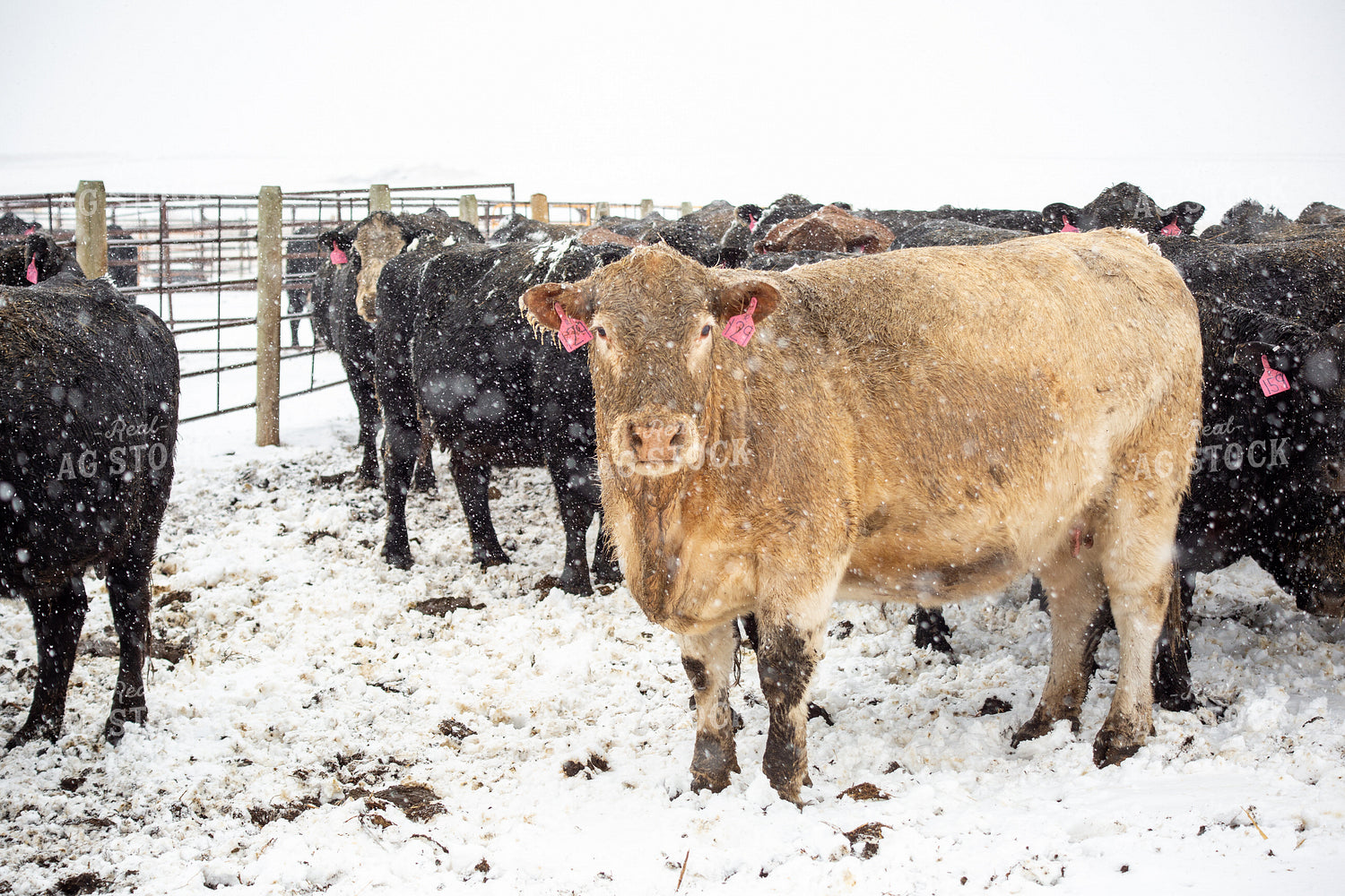 Cattle in Snow 155450