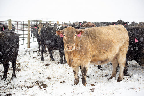 Cattle in Snow 155450