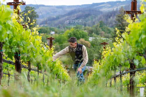 Farmer in Vineyard 107044