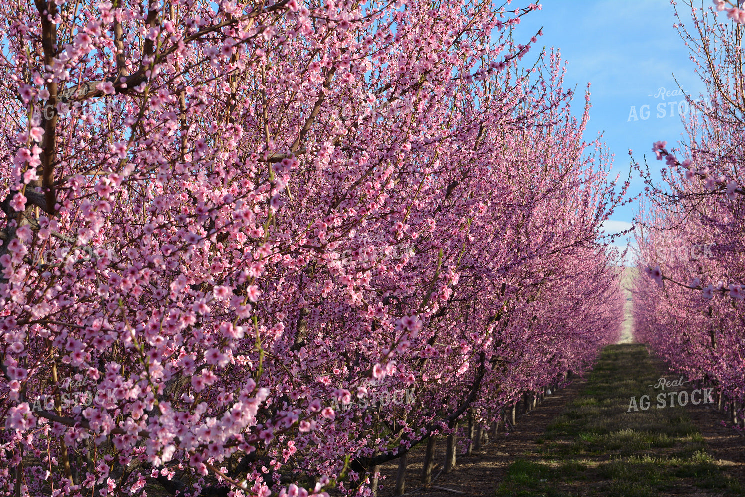 Blossoming Almond Trees 198000