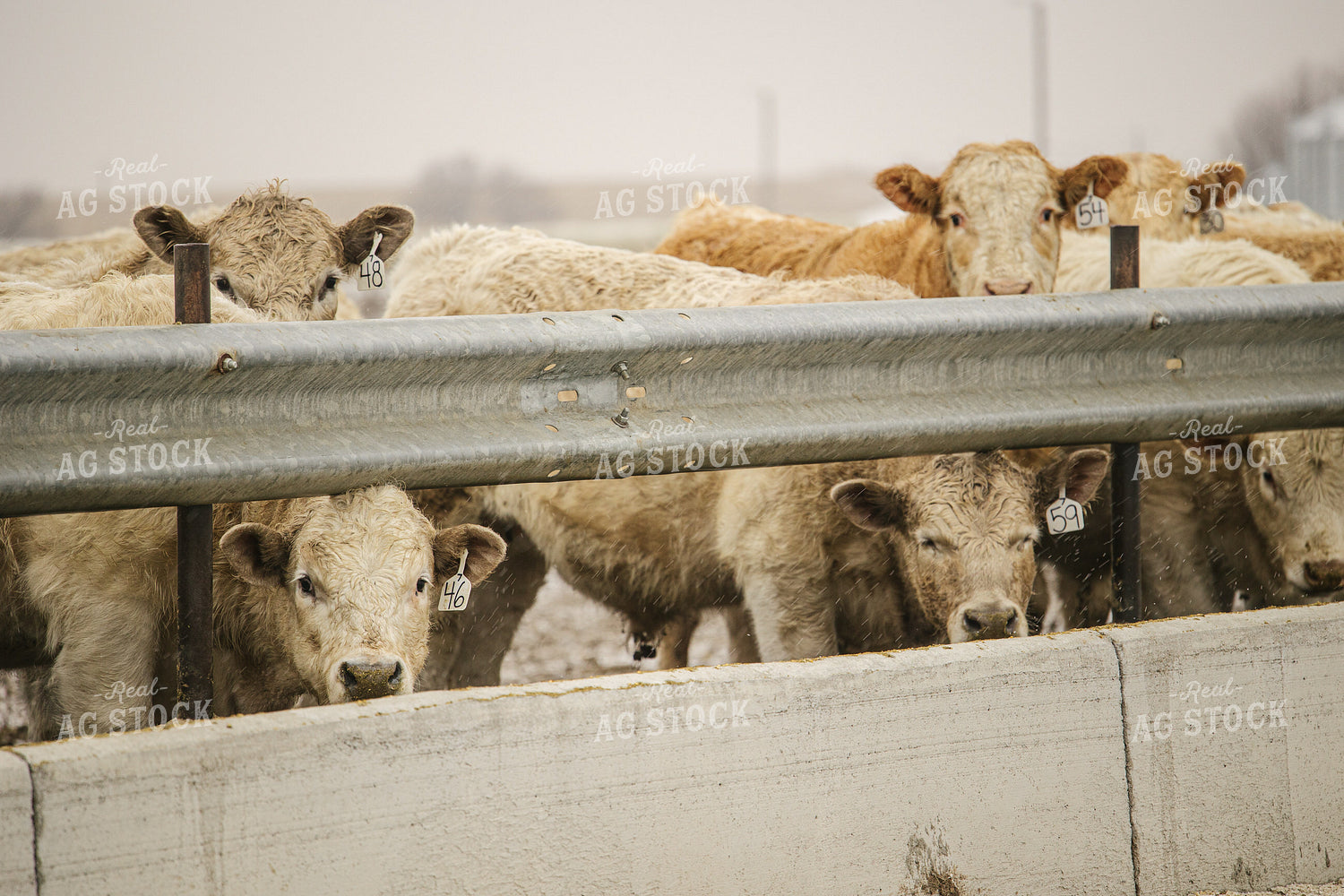 Cattle in Feedlot 70108