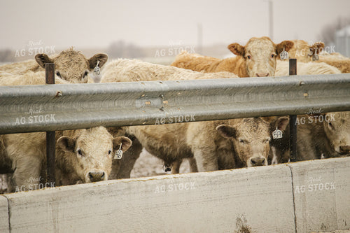 Cattle in Feedlot 70108