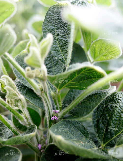 Mid-Season Soybeans 141593