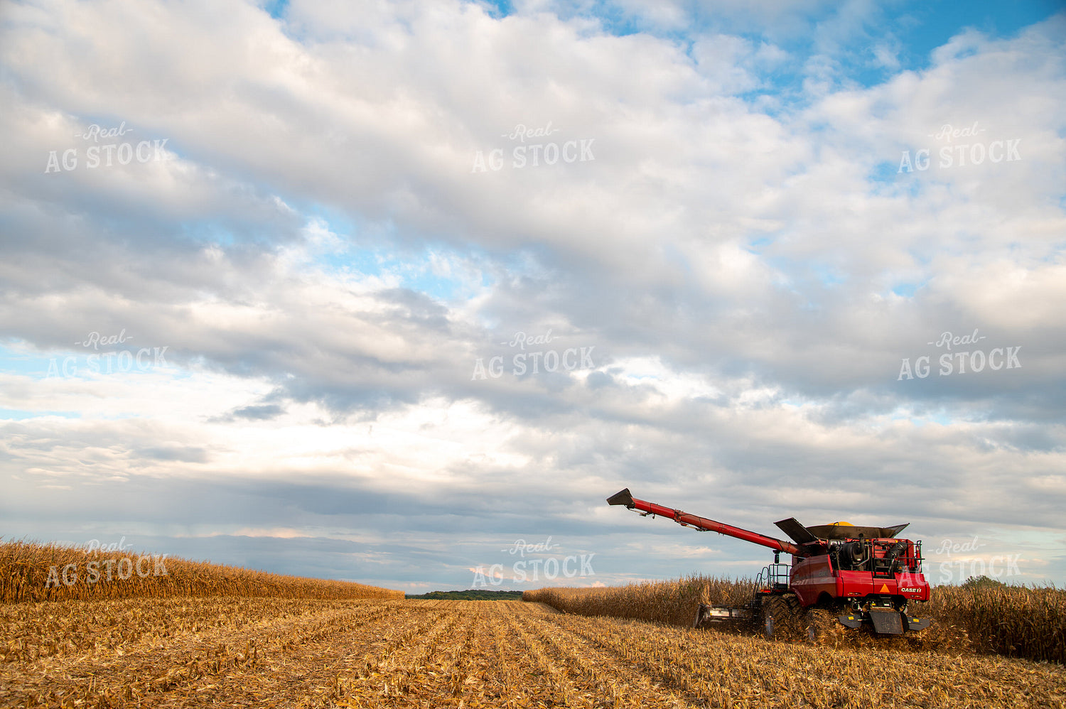 Combine Harvesting Corn 25566
