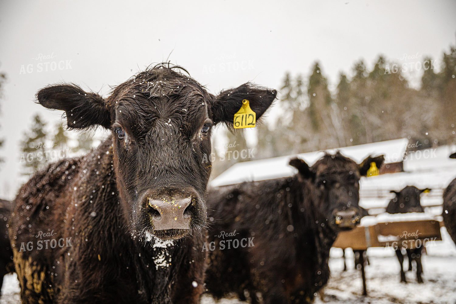Angus Cattle in Pen with Snow 66033