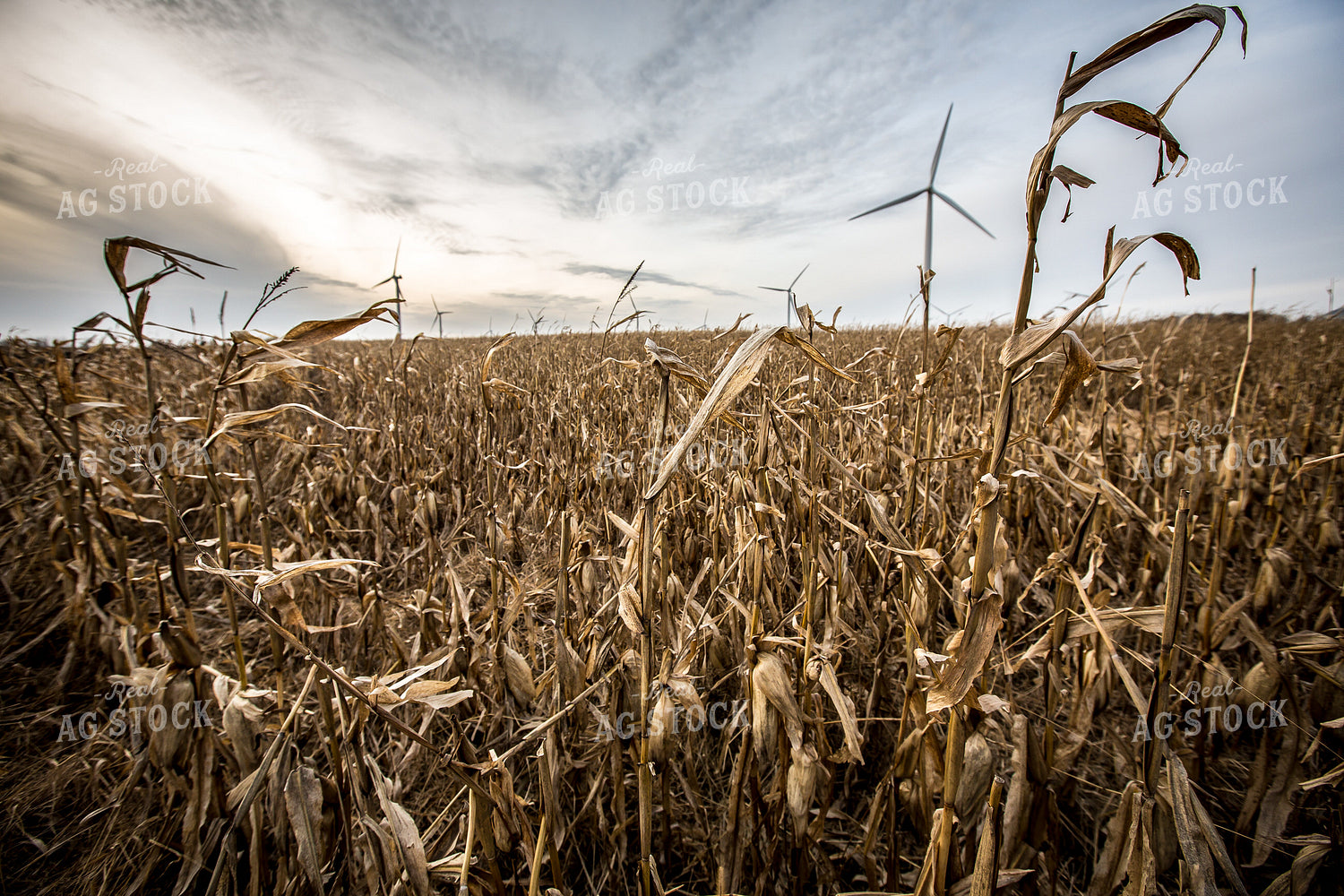Damaged Dried Corn 250095