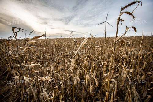 Damaged Dried Corn 250095