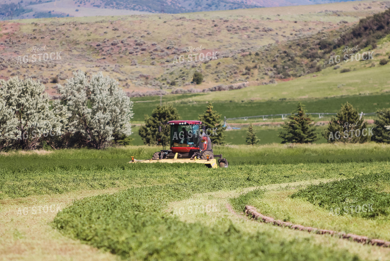 Cutting Hay 83003