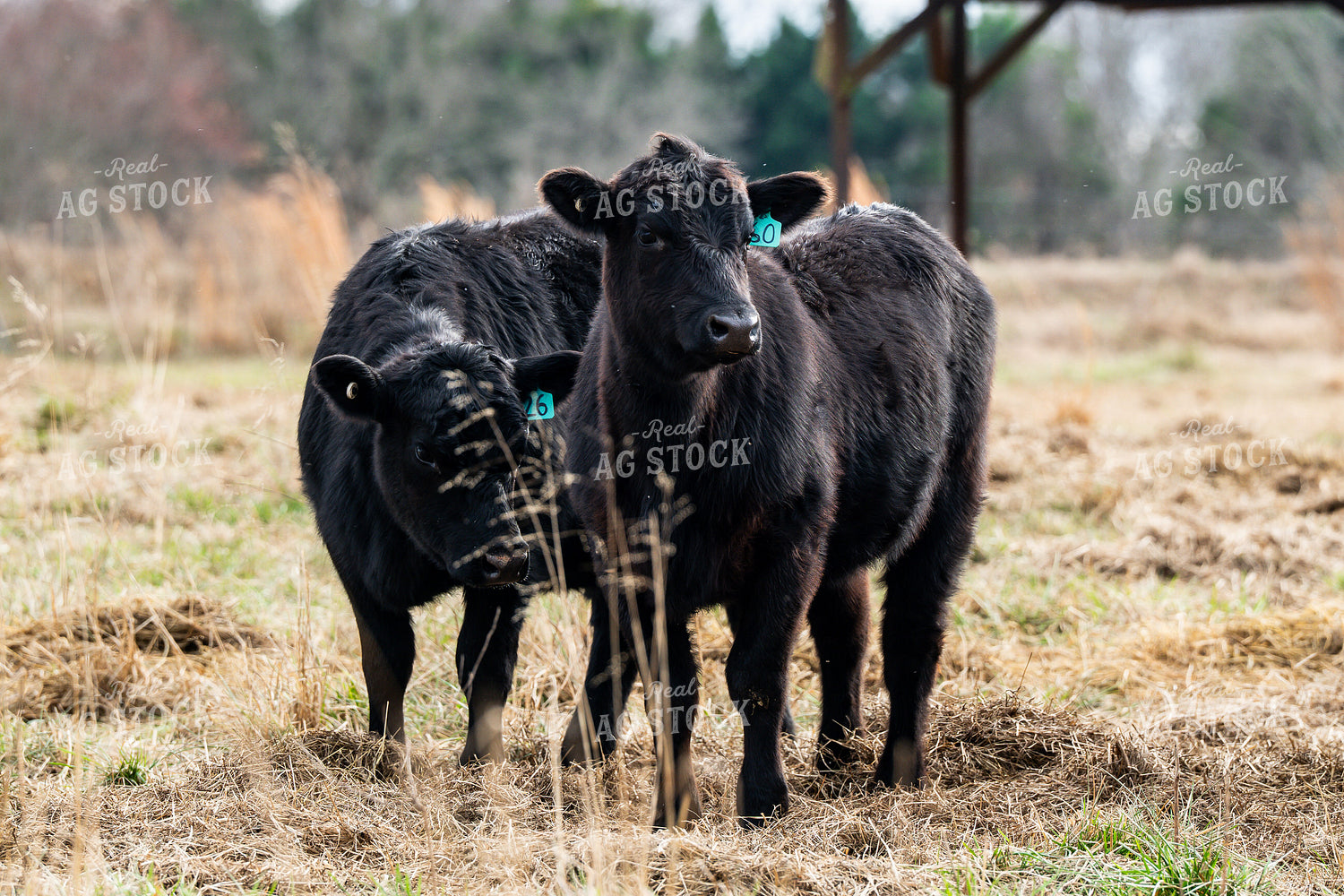 Cattle on Pasture 192056
