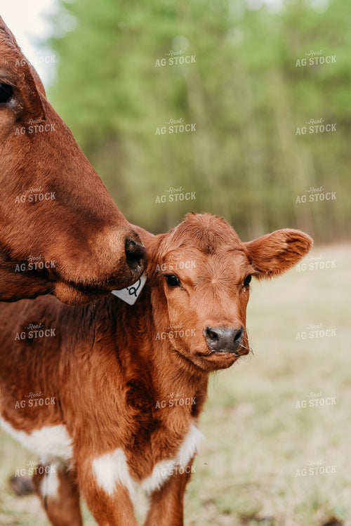 Calf in Pasture 64057