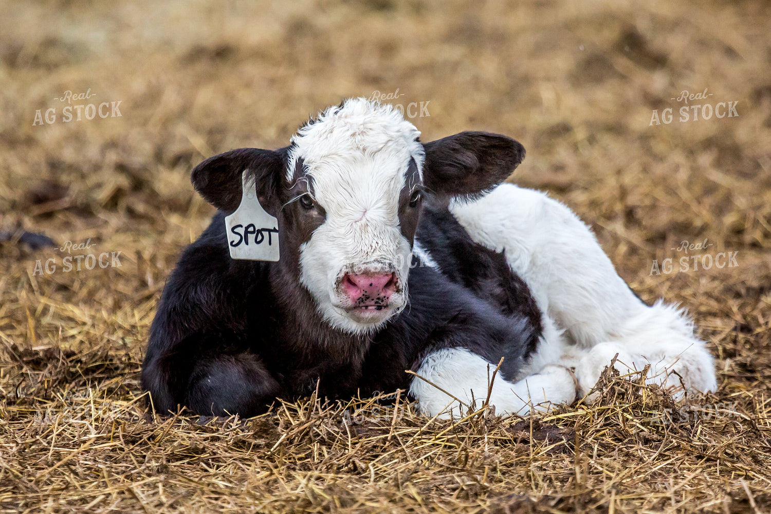 Holstein Calf Laying in Bedding 138000