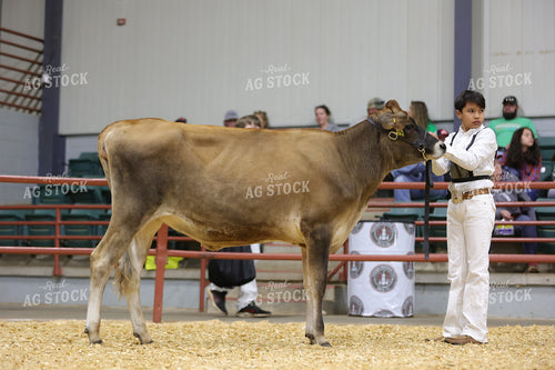 Showing Cattle 52695