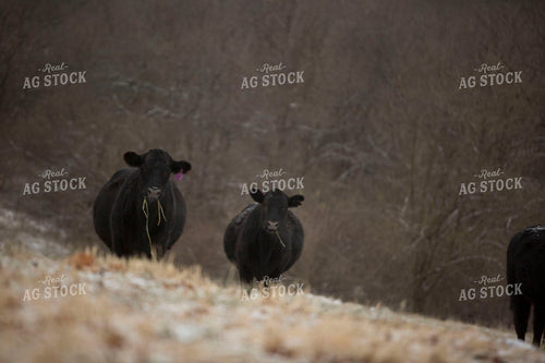 Cattle 1630