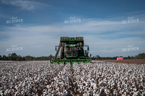 Cotton Harvest 149161