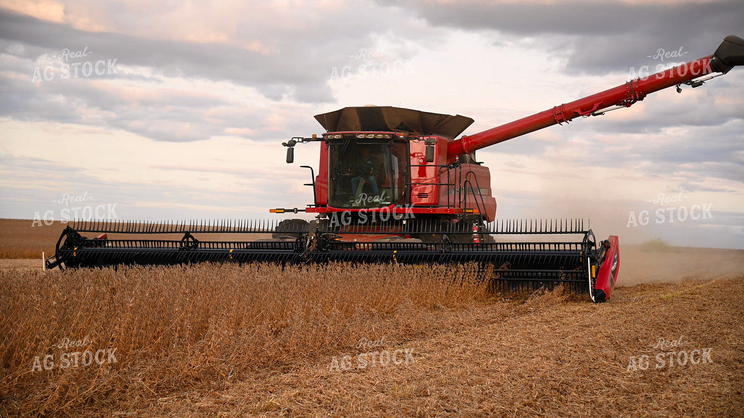 Combine Harvesting Soybeans 25725