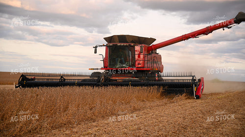 Combine Harvesting Soybeans 25725