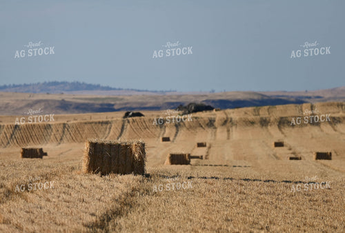 Straw Bales 253016