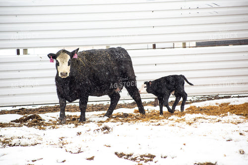 Cow Calf Pair 155476