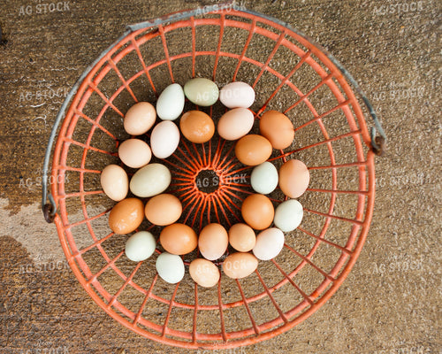 Multicolored Farm Eggs in Basket 76091