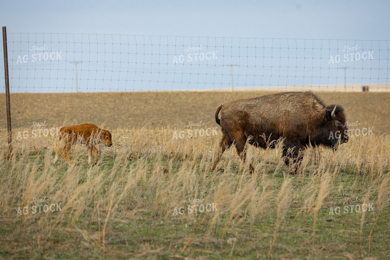 Bison 187170