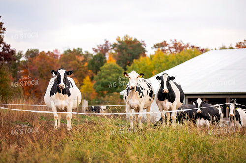 Dairy Cattle on Pasture 55204