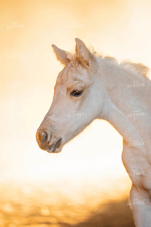 Foal 55402