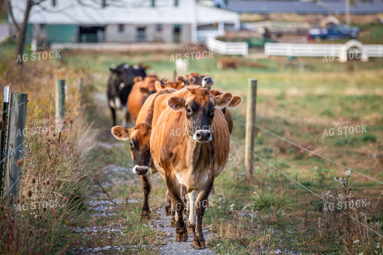 Jersey Cows Heading to Pasture 270157