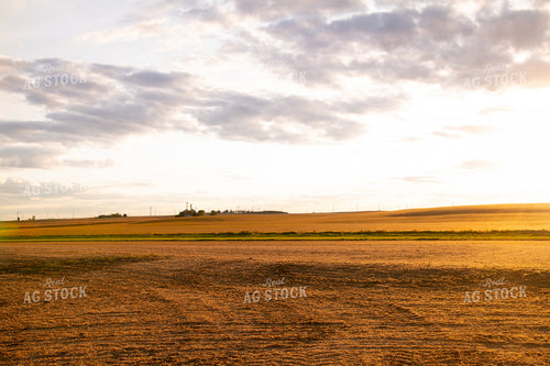 Harvested Soybean Field at Sunset 25692