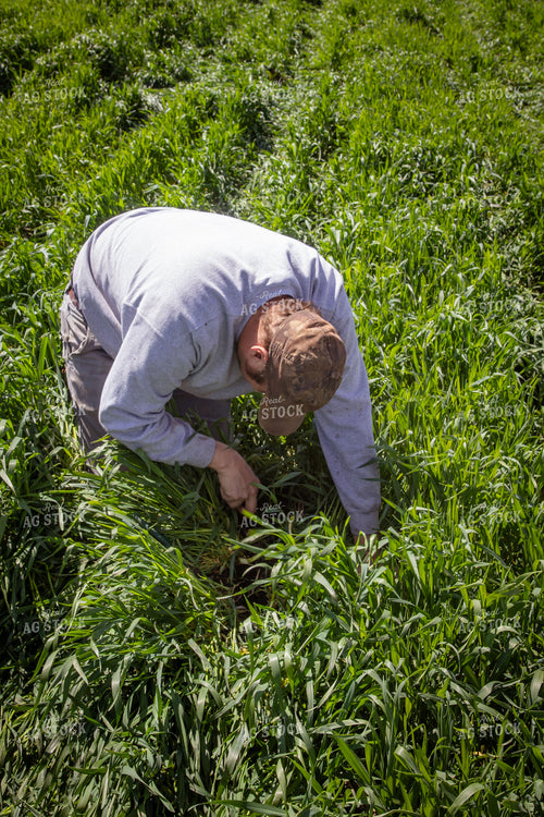 Scouting Seed Depth in Cover Crops 67681