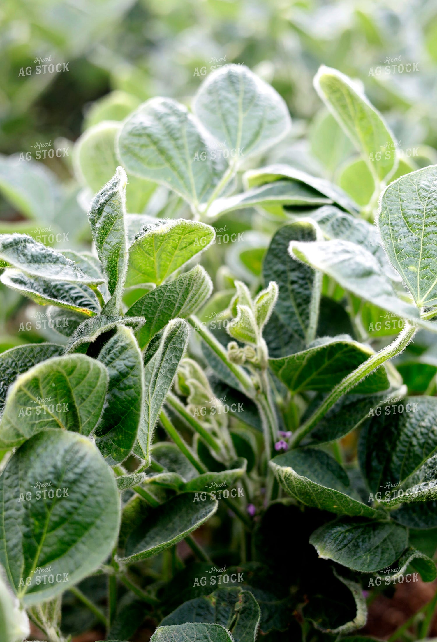 Mid-Season Soybeans 141591
