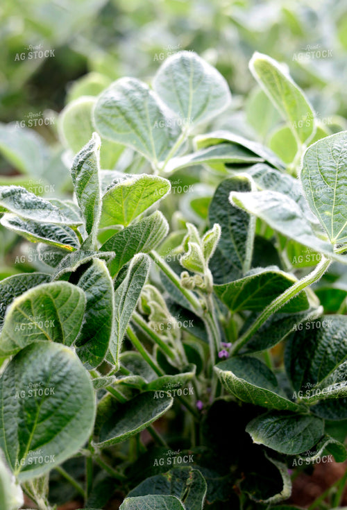 Mid-Season Soybeans 141591