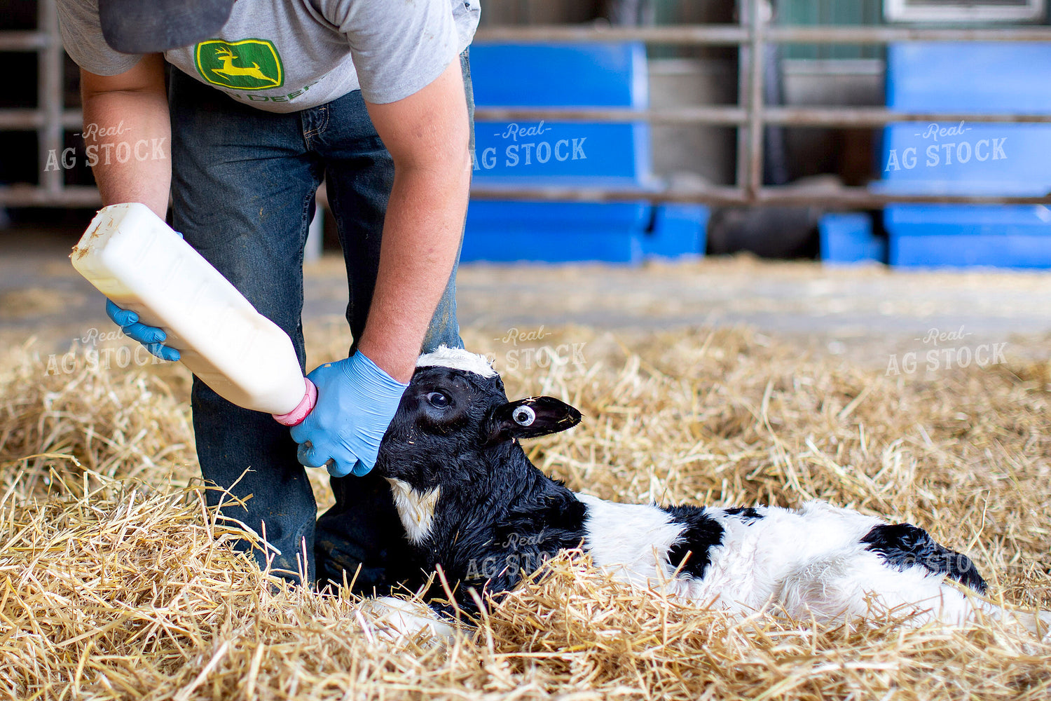 Bottle Feeding Holstein Calf 55383