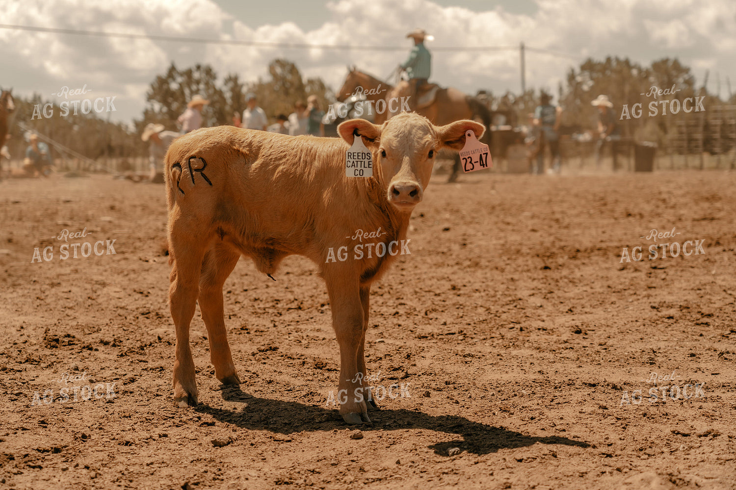 Calf 58327