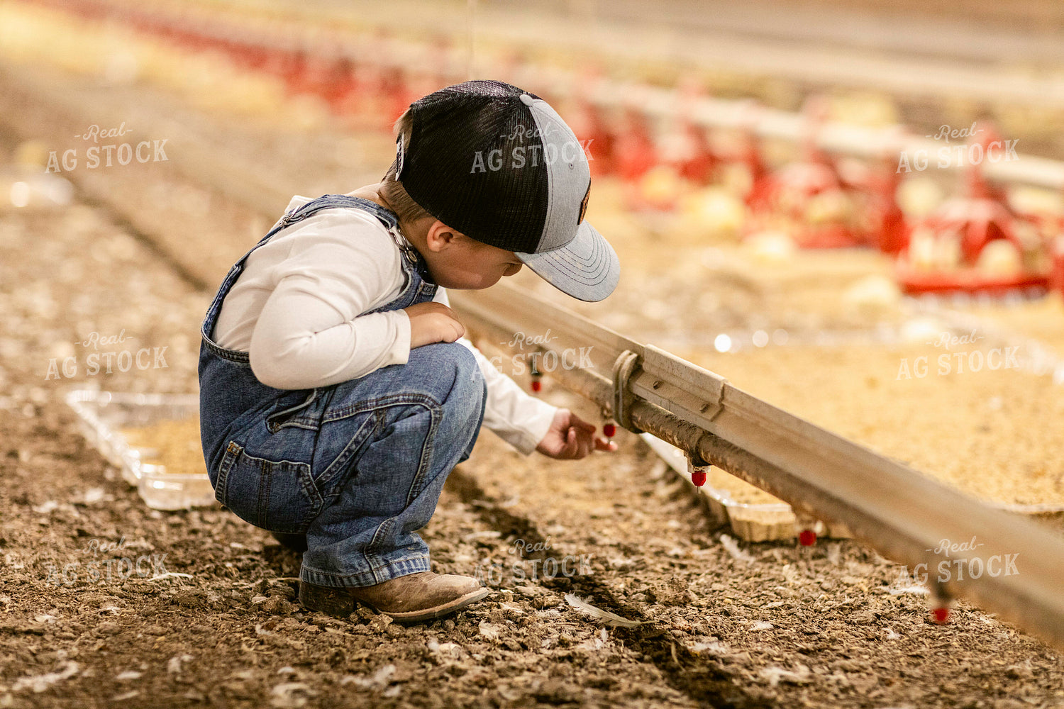 Farm Kid in Chicken Barn 280020