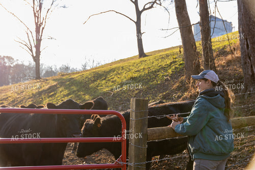 Putting Up Barbed Wire Fence 52277