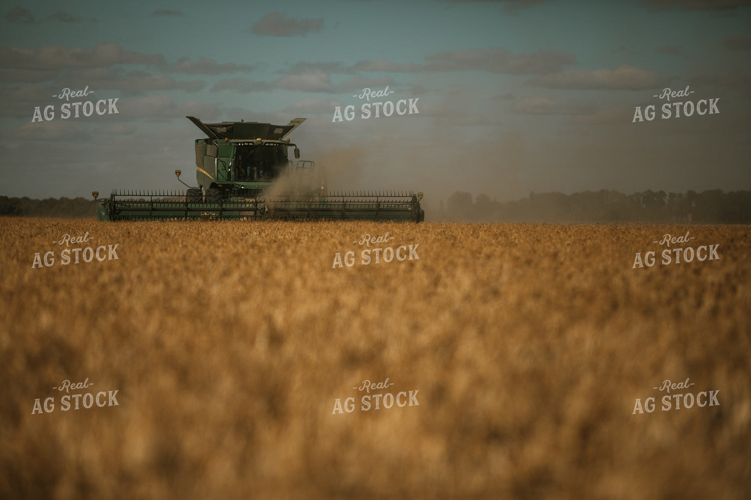 Combine Harvesting Beans 3297
