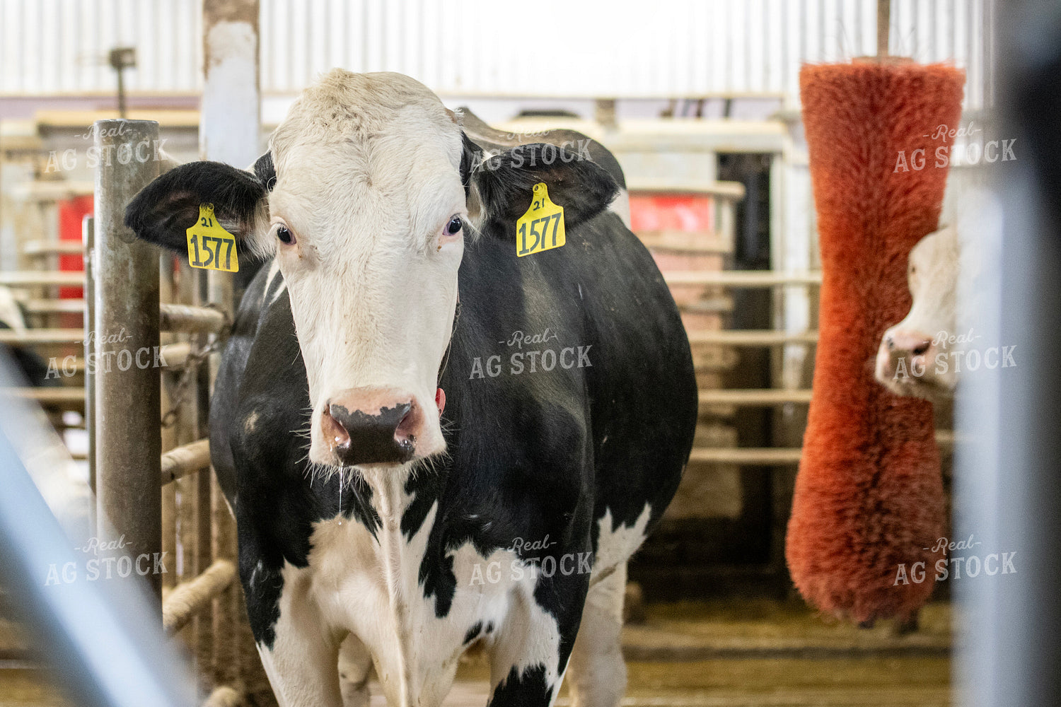 Holstein Cow 271013