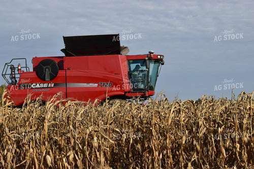 Combine Harvesting Corn 84050