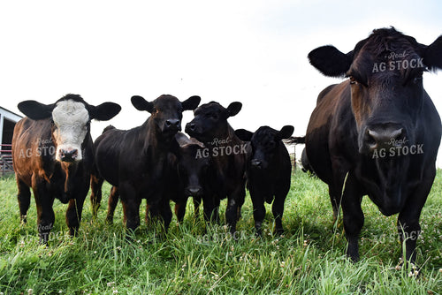 Angus Cow and Calves 90017