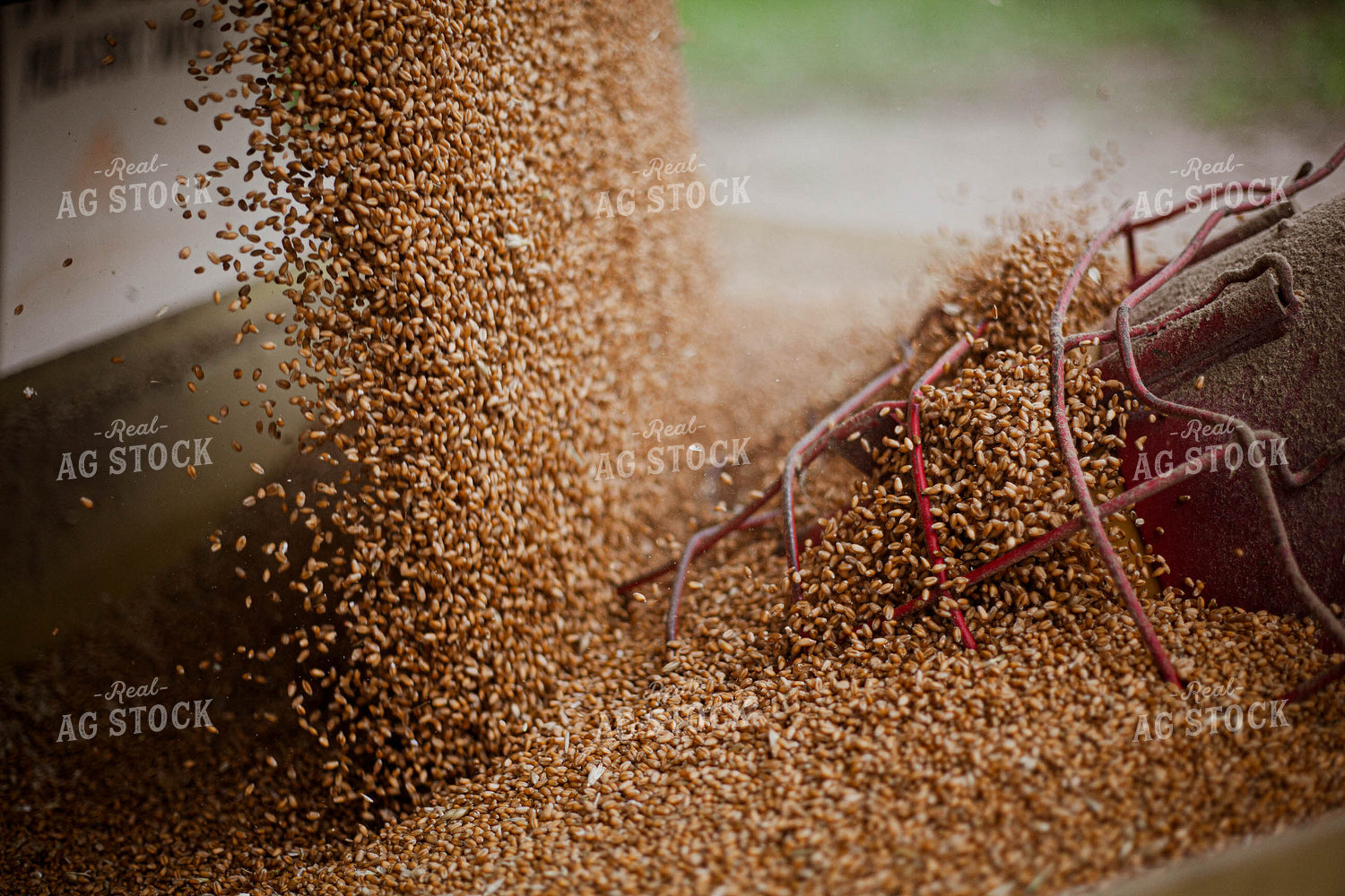 Dried Wheat Pouring into Auger 132018