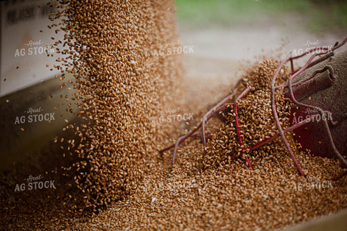Dried Wheat Pouring into Auger 132018