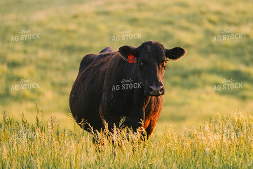 Black Angus Cattle on Pasture 68282