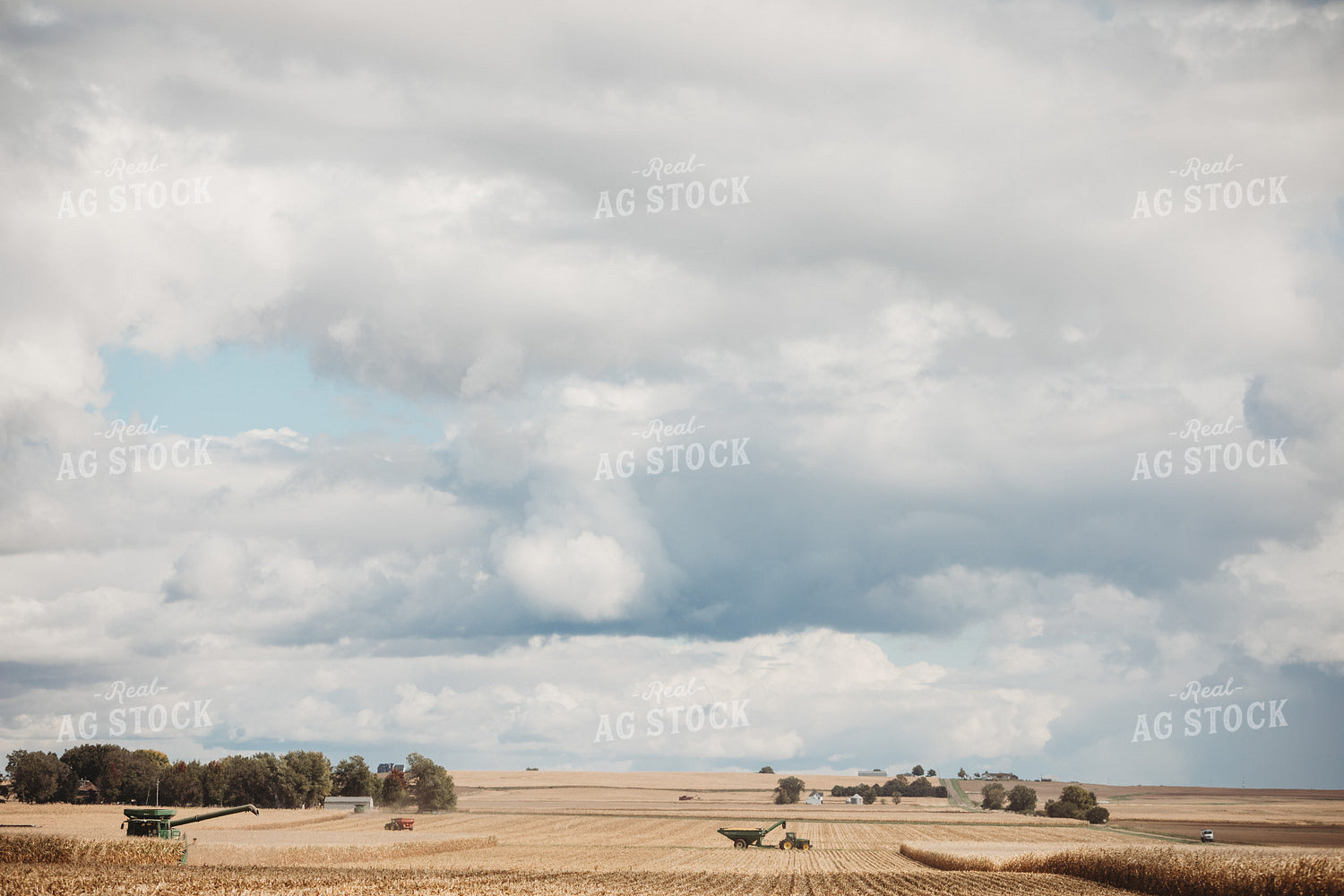 Combine Harvesting Corn and Full Auger Wagon Grain Cart Panorama 3310