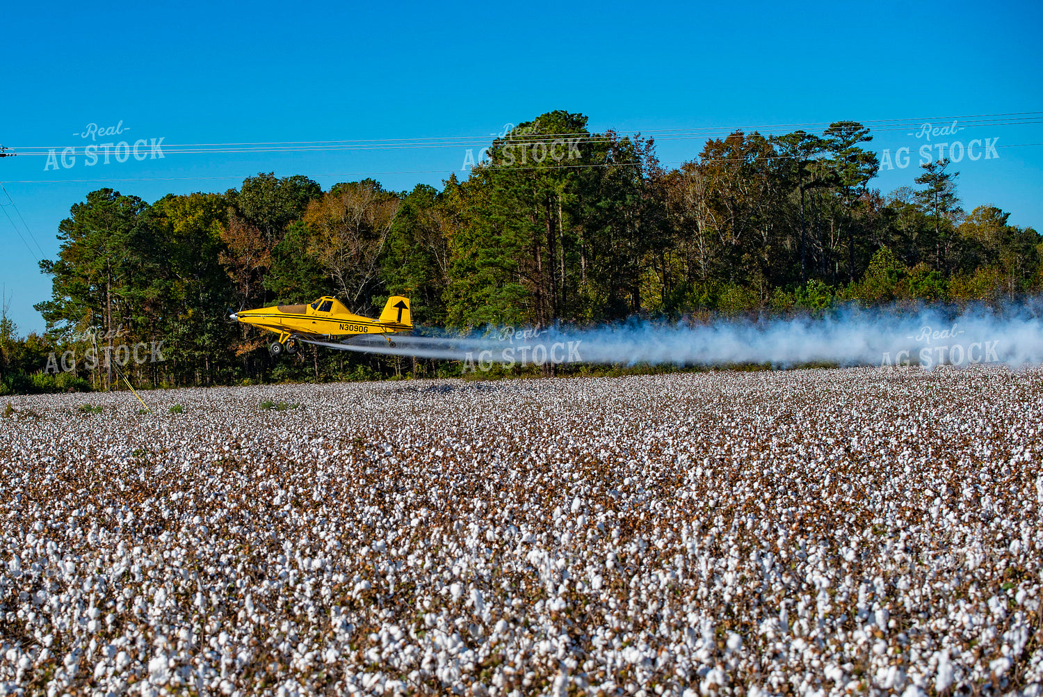 Crop Duster Spraying Cotton Field 136254
