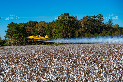 Crop Duster Spraying Cotton Field 136254