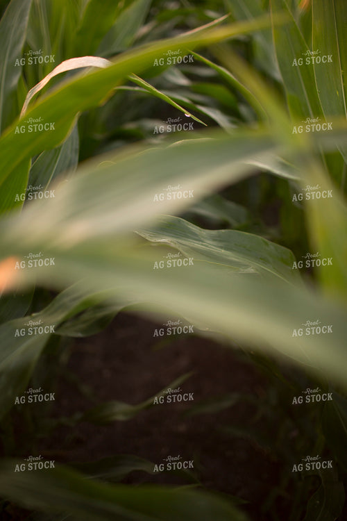 Corn - Mid-Season 1199