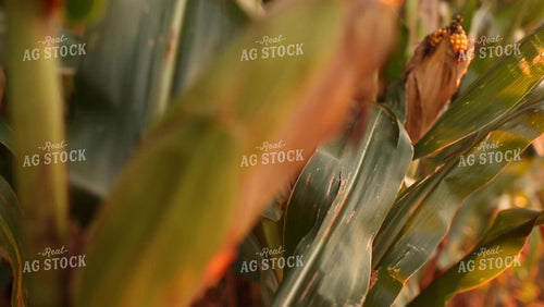 Corn Video - Panning Into Ear 2351